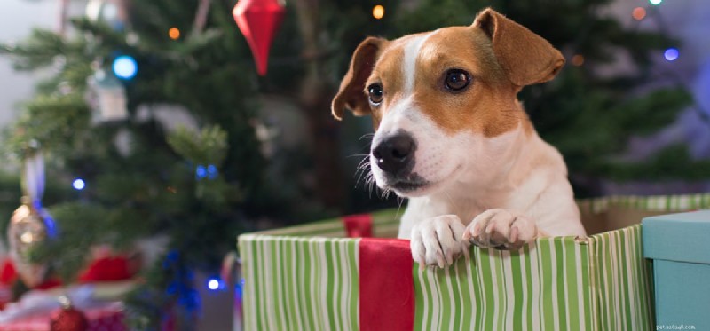 Can Dogs Recover and Thrive After a Stroke?