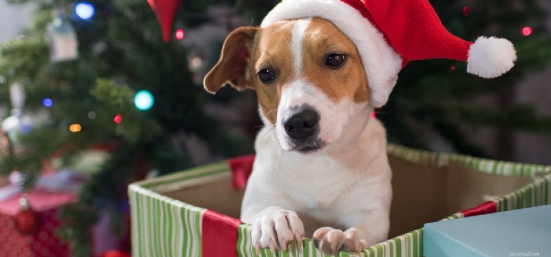 Can Dogs Recover and Thrive After a Stroke?