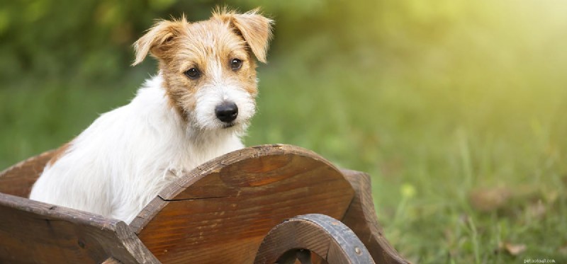 Can Dogs Recover and Thrive After a Stroke?