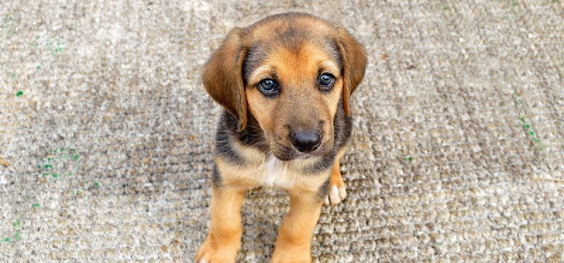 Can Dogs Recover and Thrive After a Stroke?