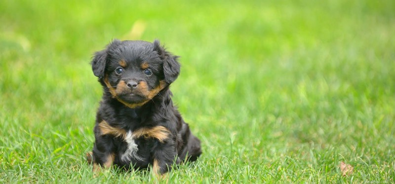 How to Help Your Dog Live a Normal Life with Epilepsy