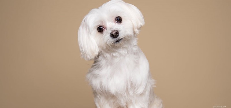How to Help Your Dog Live a Normal Life with Epilepsy