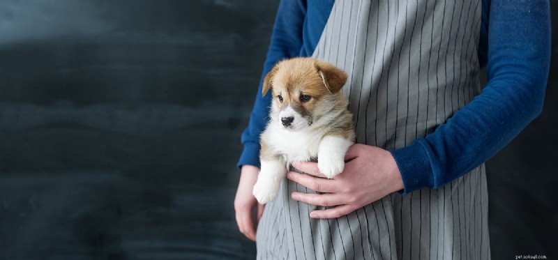 How to Help Your Dog Live a Normal Life with Epilepsy