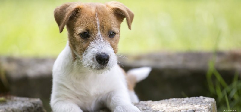 How to Help Your Dog Live a Normal Life with Epilepsy