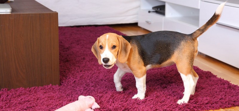 Apartment Living: Can Dogs Thrive in Flat‑Size Homes?