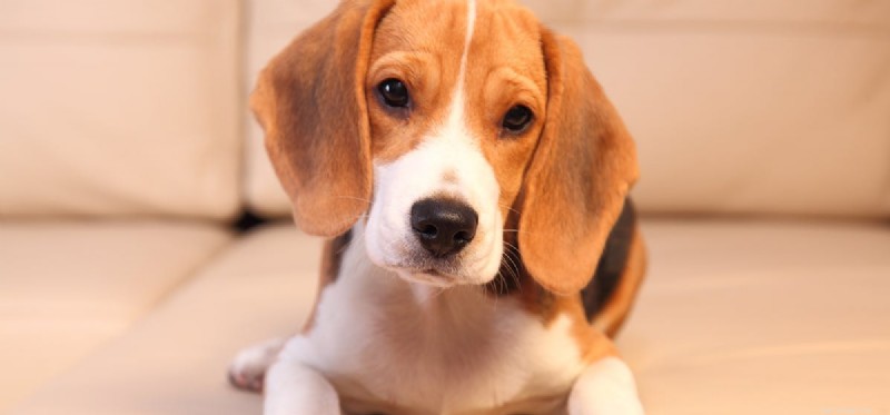Apartment Living: Can Dogs Thrive in Flat‑Size Homes?