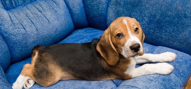 Apartment Living: Can Dogs Thrive in Flat‑Size Homes?