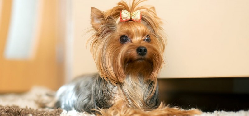 Apartment Living: Can Dogs Thrive in Flat‑Size Homes?