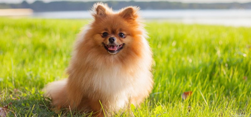 Are Grasslands Safe and Healthy for Dogs? Expert Insights