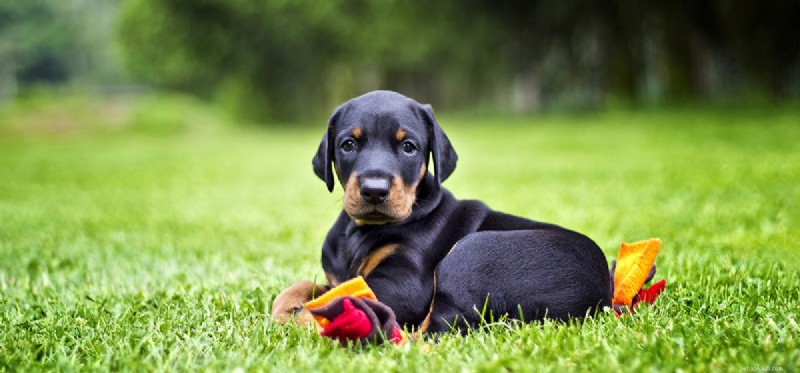 Are Grasslands Safe and Healthy for Dogs? Expert Insights