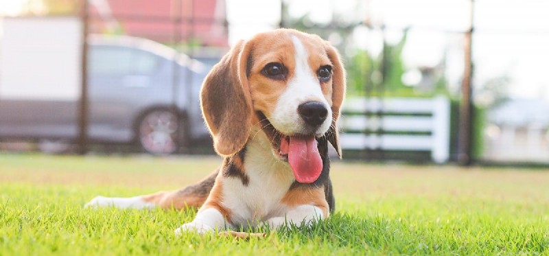 Can Dogs Thrive in Hot Weather? A Guide to Keeping Your Dog Safe and Comfortable