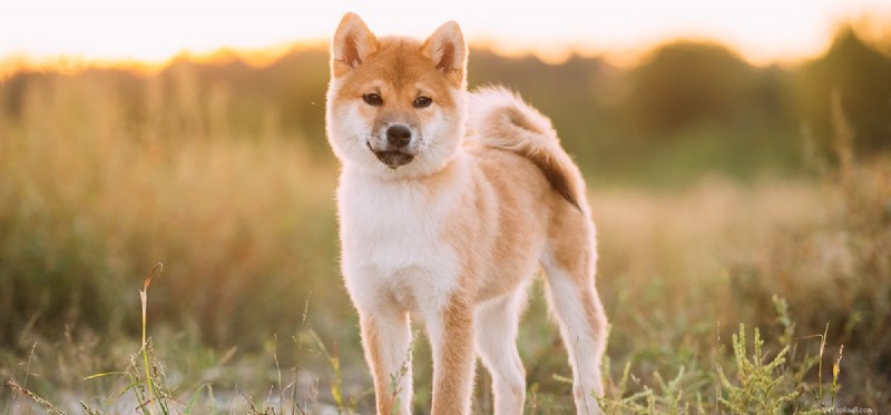 Can Dogs Thrive in Hot Weather? A Guide to Keeping Your Dog Safe and Comfortable