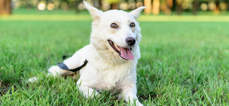 Can Dogs Thrive in Hot Weather? A Guide to Keeping Your Dog Safe and Comfortable