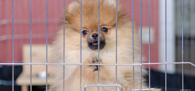 Are Kennels a Suitable Home for Dogs?