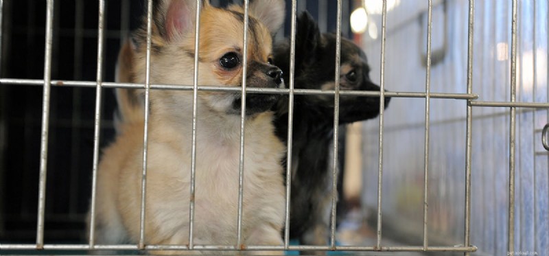Are Kennels a Suitable Home for Dogs?