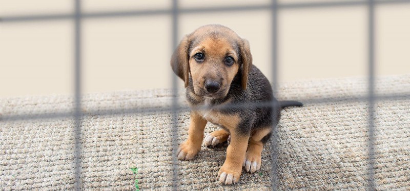 Are Kennels a Suitable Home for Dogs?