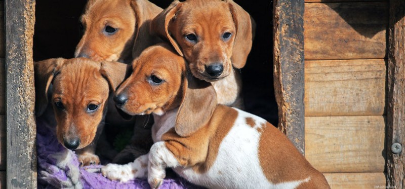 Are Kennels a Suitable Home for Dogs?