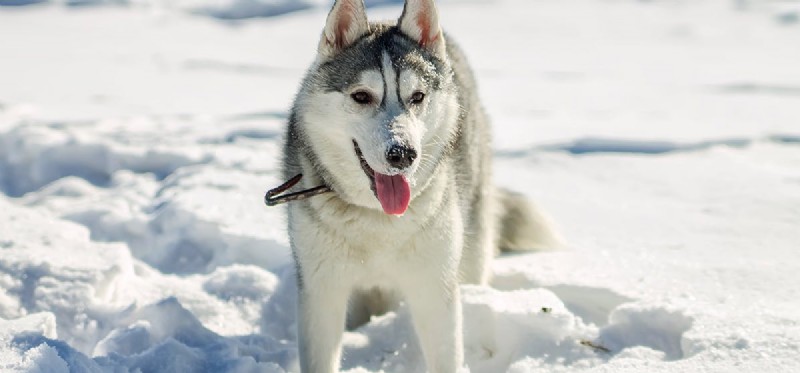 Keeping Your Dog Safe in Winter: A Guide to Cold Weather Care