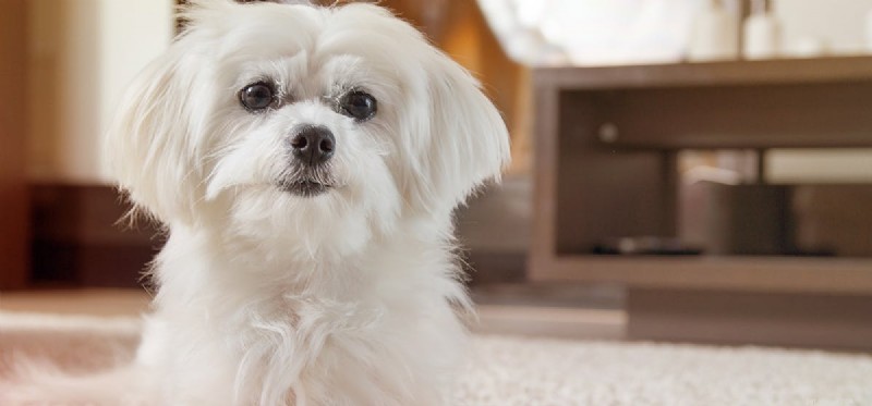 Can a Dog Thrive Living in Two Separate Homes? Expert Insights.