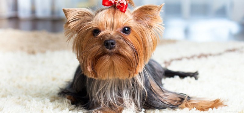 Can a Dog Thrive Living in Two Separate Homes? Expert Insights.