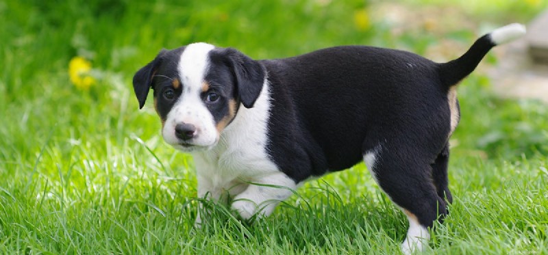 Do Spayed and Neutered Dogs Live Longer? The Health Benefits Explained
