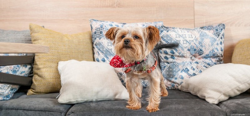 Do Spayed and Neutered Dogs Live Longer? The Health Benefits Explained