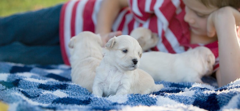 Do Spayed and Neutered Dogs Live Longer? The Health Benefits Explained