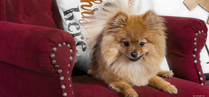 Do Spayed and Neutered Dogs Live Longer? The Health Benefits Explained