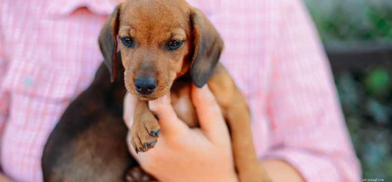 Do Dogs Live Longer Than Humans? Real Facts About Canine Longevity