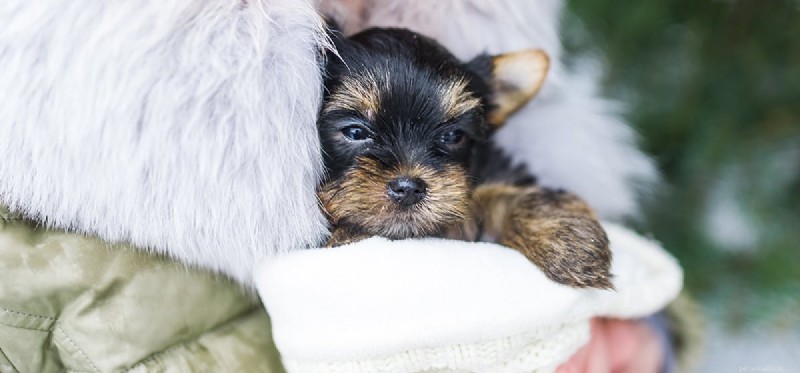 Do Dogs Live Longer Than Humans? Real Facts About Canine Longevity