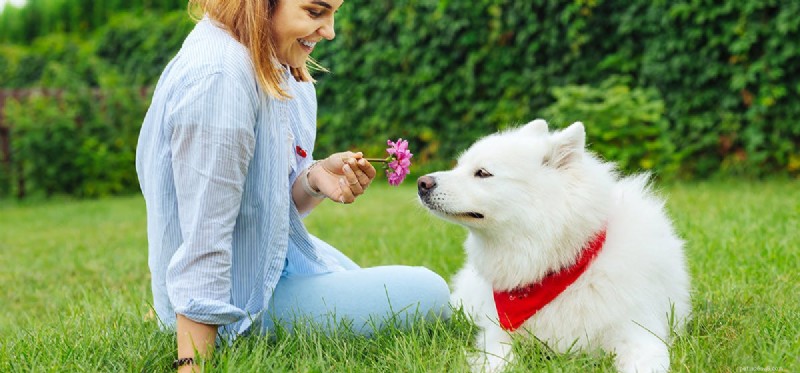 Do Dogs Live Longer Than Humans? Real Facts About Canine Longevity