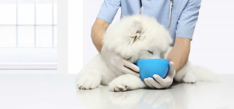 Can Dogs Thrive on a Human Diet? Expert Guidance