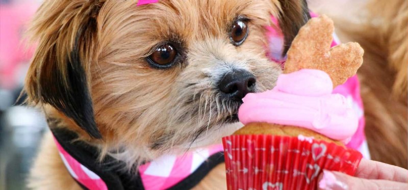 Can Dogs Thrive on a Human Diet? Expert Guidance