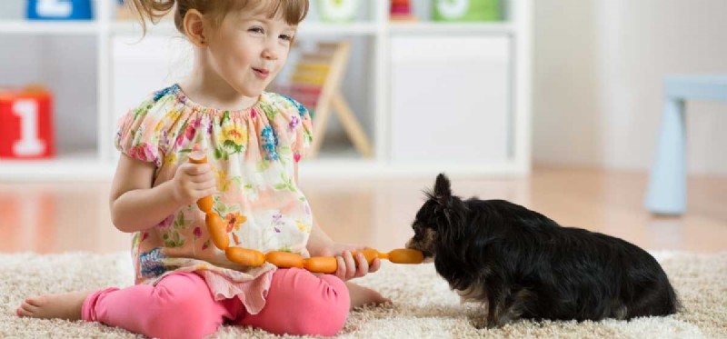 Can Dogs Thrive on a Human Diet? Expert Guidance
