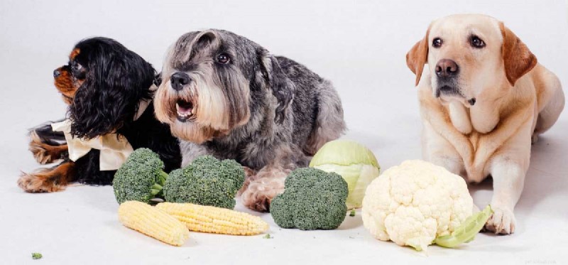 Are Dogs Healthy on a Vegan Diet? Expert Insights & Guidance