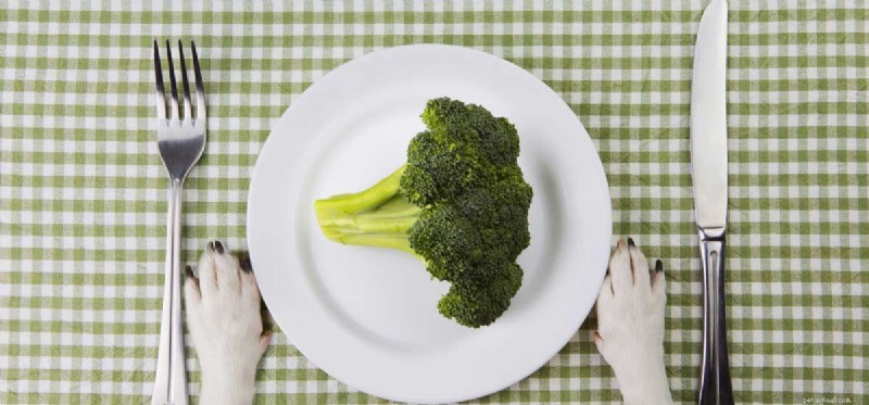 Are Dogs Healthy on a Vegan Diet? Expert Insights & Guidance