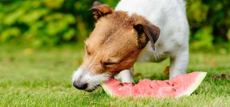 Are Dogs Healthy on a Vegan Diet? Expert Insights & Guidance