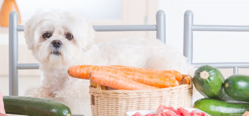 Can Dogs Thrive on a Vegetarian Diet? Expert Insights