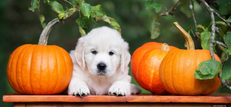 Can Dogs Thrive on a Vegetarian Diet? Expert Insights