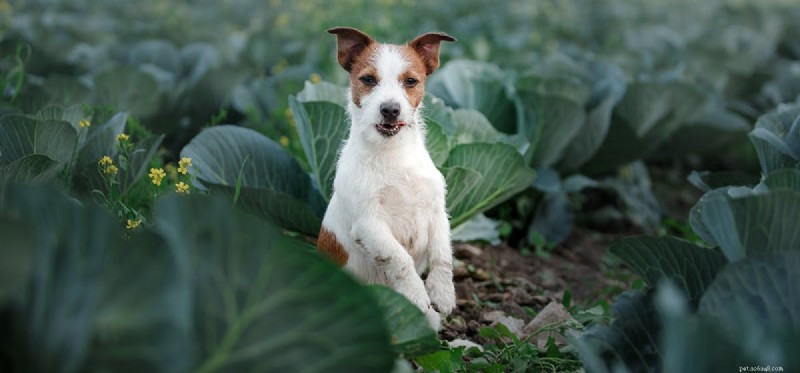 Can Dogs Thrive on a Vegetarian Diet? Expert Insights