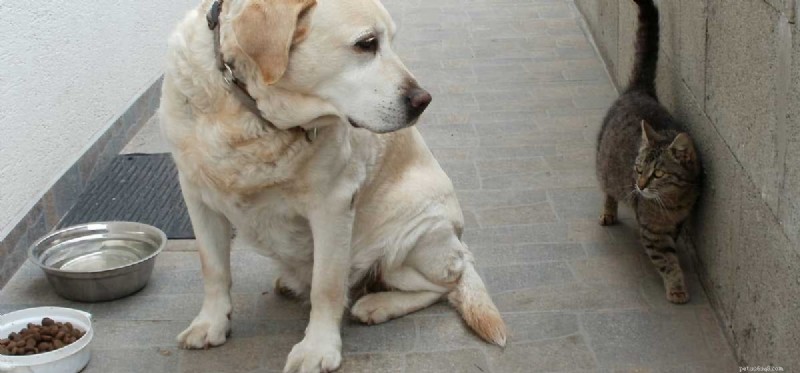 Can Dogs Safely Eat Cat Food? Expert Insights & Health Tips