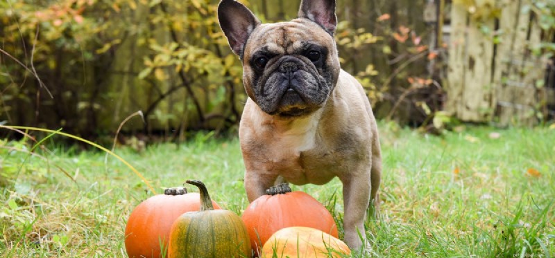 Can Dogs Thrive on a Vegetarian Diet? Expert Insights