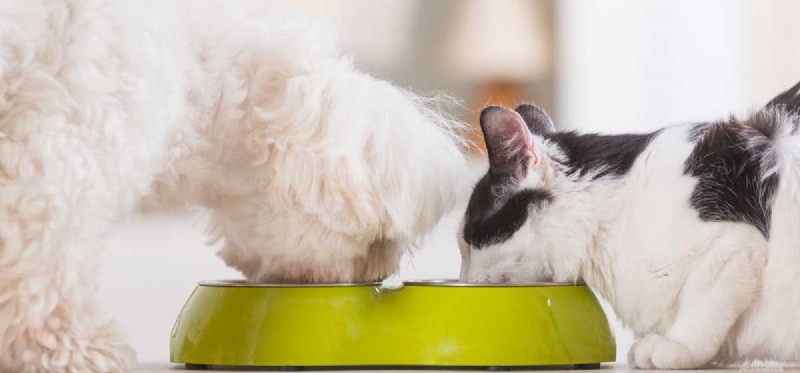 Can Dogs Safely Eat Cat Food? Expert Insights & Health Tips