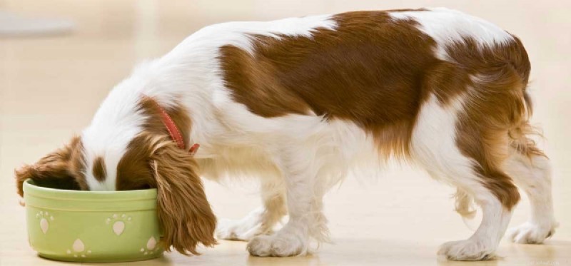 Can Dogs Safely Eat Cat Food? Expert Insights & Health Tips