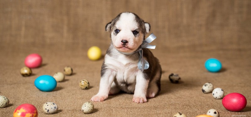 Can Dogs Eat Eggs? A Complete Guide to Safe Egg Feeding