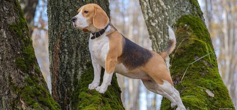Can Dogs Eat Eggs? A Complete Guide to Safe Egg Feeding