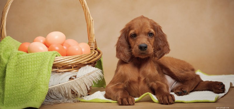 Can Dogs Eat Eggs? A Complete Guide to Safe Egg Feeding