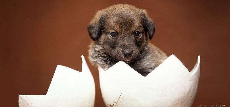 Can Dogs Eat Eggs? A Complete Guide to Safe Egg Feeding