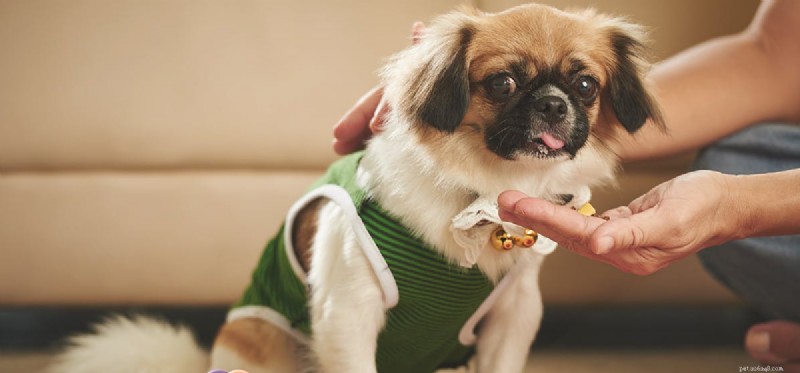 Is Dry Dog Food Adequate for Your Dog s Health?