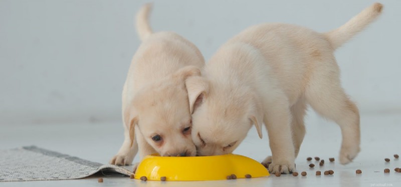 Is Dry Dog Food Adequate for Your Dog s Health?